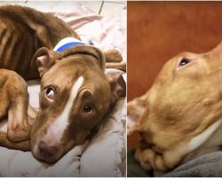 17-lb Bony Pit Bull Discovers Snuggles & What A Full Belly Feels Like