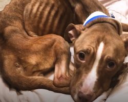 Bony, 17-Pound Pit Bull Pup Feels What It’s Like To Have A Full Belly
