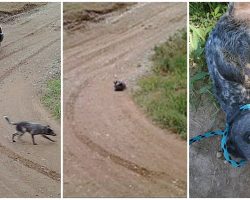 He Sat In The Spot He Was Dumped For 9 Hours, Waiting For His Human To Return