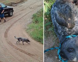 He Sat In The Spot He Was Dumped For 9 Hours, Waiting For His Human To Return