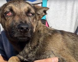 Blinded By Infection, He Couldn’t Even See His Rescuers Walking Toward Him