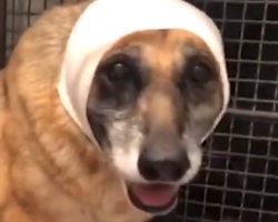 Dog Baked Away In The Sun After Owner Moved Away And Left Her Behind