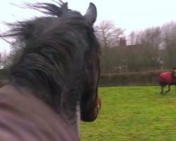She Reunited A Horse With His Old Friend And For The First Time In 4-Years