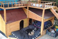 Puppies Didn’t Have A Place To sleep, So Mom Built Them A Doghouse “Bungalow”