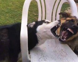 Mom Catches Her Dogs Wrestling, But Soon Things Begin To Go “Horribly Wrong”