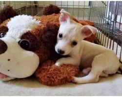 Breeder Threatens To Drown Disabled Puppy If No One Takes Him