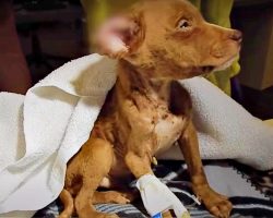 Under-Grown, Ailing ‘Chihuahua Puppy’ Grew Into A Big Beautiful Dog