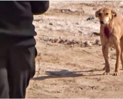 Pained Stray With “Torn Open” Wound Wagged With Hope As They Approach