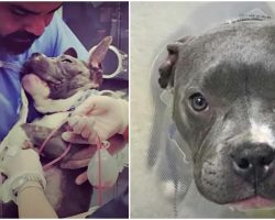 Unwanted Pit Pup Fights For His Life & Is Winning Thanks To Tenacity And Prayer