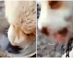 Teen Gives Her Tiny Pup Vodka, Films It & Laughs As He Shakes Uncontrollably