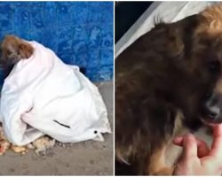 Bus-Stop Stray Stared At Commuters That Kept Passing By & Left Him Rotten Food