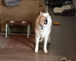 Mom Left Husky’s Water Bowl Empty For 2-Mins, So He Complains About Her ‘Abuse’