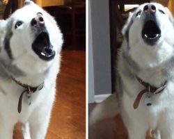 Husky Approaches Mom & Throws Dramatic Tantrum For Absolutely No Reason At All