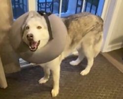 Jealous Husky Rips Brother’s Toy, Tries To Get Away With It By Whining At Mom