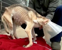 Dog Starved On Purpose Sees No Point In Living, Rescuers Cry & Beg Her To Stay