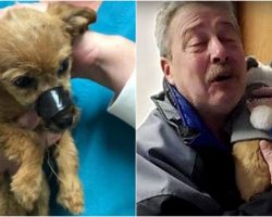 A Heartwarming Story: Puppy Finally Meets the Man Who Saved & Rescued Him