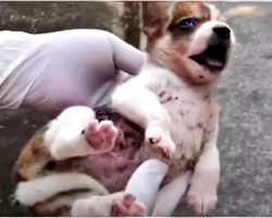 Man Scooped Up Agonizing Puppy And Vowed To Make Her Whole Again