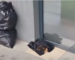 Wrapped Up Baby Laid Outside Bank Cold And Hungry & No One Stopped For Him
