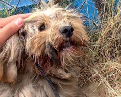 Homeless Dog Was Hurting All Over & He Couldn’t Communicate His Pain To People