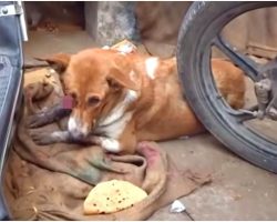 Lonely Girl’s Eye Protruded From Socket & She Hid Behind Motorcycles In Shame