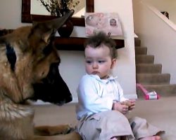 Dog’s Patience Gets Tested When Baby Snatches His Treat While He’s Eating It