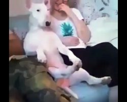 Dog About To Break Down While Watching Emotional Movie Turns To Dad For Comfort