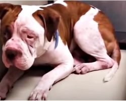 Shaking Pit Bull Won’t Leave Shelter Corner, Heard A Voice & Inched Forward