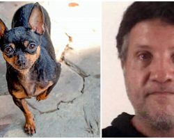 Man Punched & Choked His Mom’s Miniature Pinscher, Then Threw Him Into Street