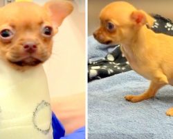 Disabled Chihuahua Dumped By Owner, Wonders If Anyone Will Ever Show Her Love