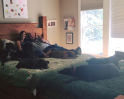 Couple Builds ‘Megabed’ So They Can Have Room For All 8 Rescue Dogs