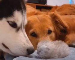 The Dogs Gather Around To Welcome The Newborn Kitten To The World