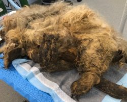 They Shaved Off Years Of Neglect & Matted Fur, Unveiling The Most Precious Face