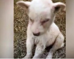 Despondent Baby Ravaged By Parasites Fought To Stay Awake On Roadside