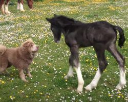 1-Year-Old Shar Pei & 1-Week-Old Foal Frolic In The Flowery Pasture