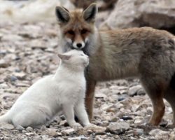 Fisherman Comes Across Fox And Cat Together Out In The Wild