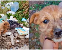 Rejected-Baby Lost His Paw While He Struggled To Find Food In Trash Heap