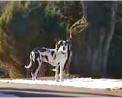 Dog Stared Down Driveway & Wouldn’t Budge, Her Owner Saw And Called For Help