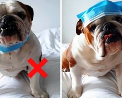 Dog Tired Of People Wearing Masks Incorrectly Makes Video To Fix Rookie Mistakes