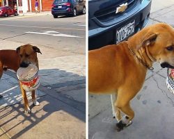 Sad Homeless Dog Thirsty For Days Finds Discarded Bucket & Begs For Some Water