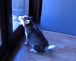 Husky Puppy Feels Betrayed When Mom Won’t Let Her Out & Throws “Epic Tantrum”