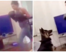 Woman Punches German Shepherd 9 Times To Head & Face With Boxing Gloves On