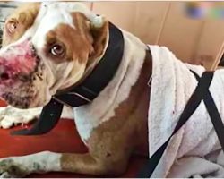 Moms Ignore Prognosis, Take-In Starved Paralyzed Pit Bull No One Would Want