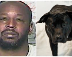 Owner Has “Nothing To Say” After Police Confiscate His 38 Tortured Pit Bulls
