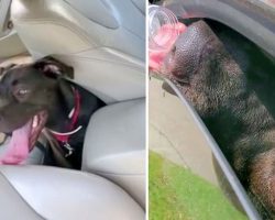 Veteran Breaks The Law To Save A Dog On The Verge Of Passing Out In A Hot Car