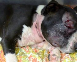 Tiny Puppy Stumbles & Collapses After He’s Used As Bait By Dog Fighting Ring