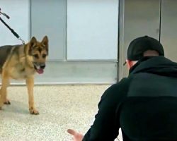 Military K-9 Steps Off Elevator And Sees His Handler For First Time In 3-Years
