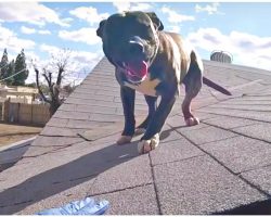 Pit Bull On Roof So “Overjoyed” To See First-Responder That He Knocks Officer Down