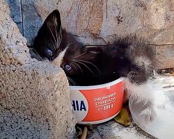 Thousands Of People Passed By Lonely Tiny Kitten, But No One Cared To Help