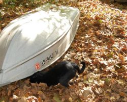 Owners Go Out To Do Recon After Seeing The Dog Panic Around The Boat