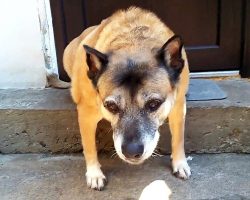Sad Older Dog Doesn’t Know Why Humans Dumped Him When He Still Has Love To Give